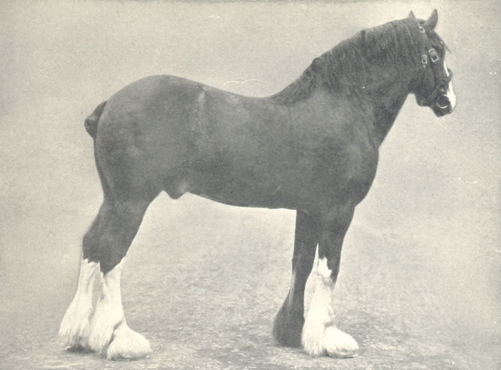 CLYDESDALE STALLION.